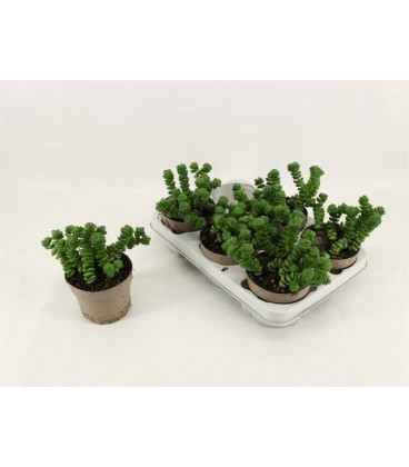 Crassula Marnieriana Ø 14 h 25