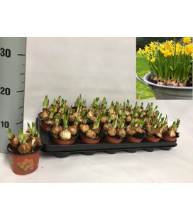 Narcisse tete a tete pot de 9