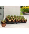 Narcisse tete a tete pot de 9