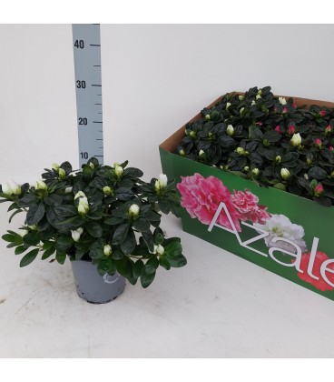 Azalée Vogel mix Ø11