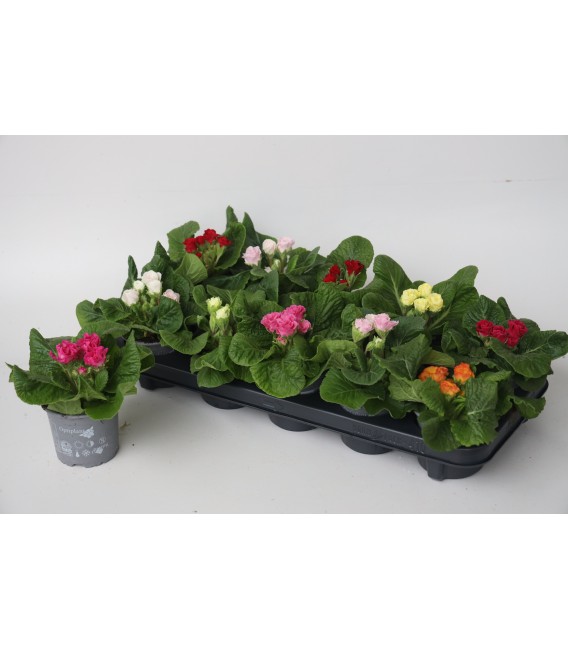 Primevere acaulis mix pot de 10