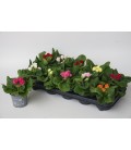 Primevere acaulis mix pot de 10.5