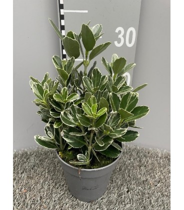 Fusain Kathy long Ø 13