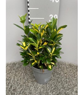 Fusain Luna gold Ø 13