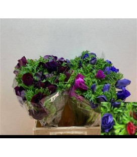 Anemone Maron Mix 45 cm