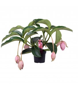 Medinella Pot de 17 