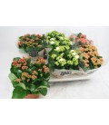 Kalanchoe pot de 15