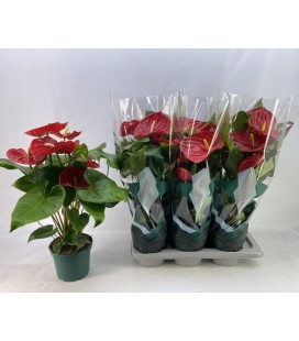 Anthurium Arebo pot de 17