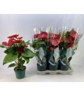 Anthurium Arebo pot de 17