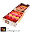 Gerbera Mix x 25