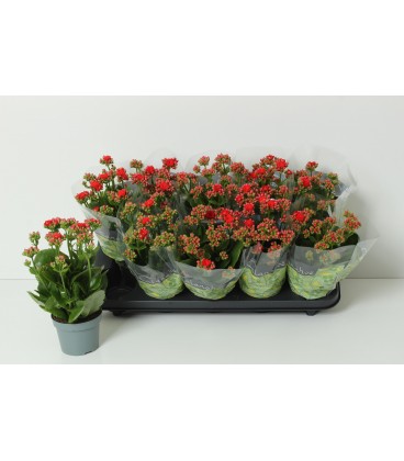Kalanchoe Noelle Ø12