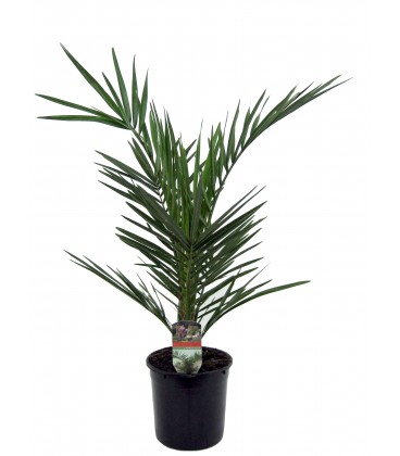 Phoenix Canariensis Ø 24 h 175