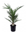 Phoenix Canariensis Ø 14 h 65