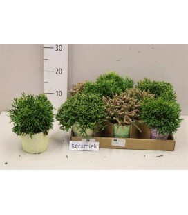Rhipsalis Ø 12
