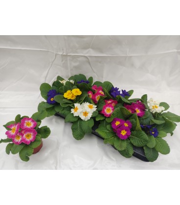 Primevère acaulis pot de 10.5