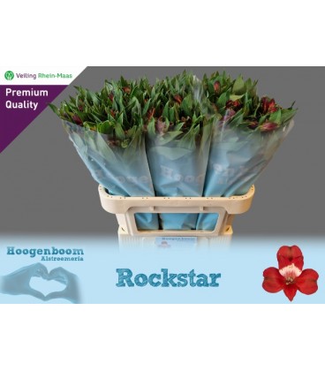 Alstromeria Rockstar