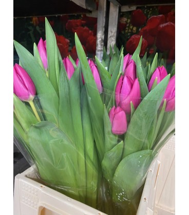 Tulipe Pink Ardour