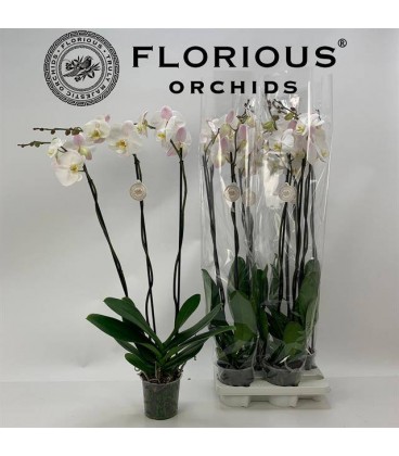 Phalaenopsis blanc Ø15 h 90 3b