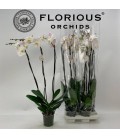 Phalaenopsis blanc Ø15 h 90 3b