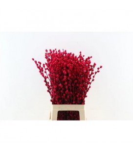 Salix chaton teinté Rouge x10 tige