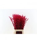 Salix chaton teinté Rouge x10 tige