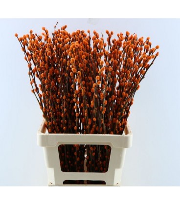 Salix chaton teinté Orange x10 tige