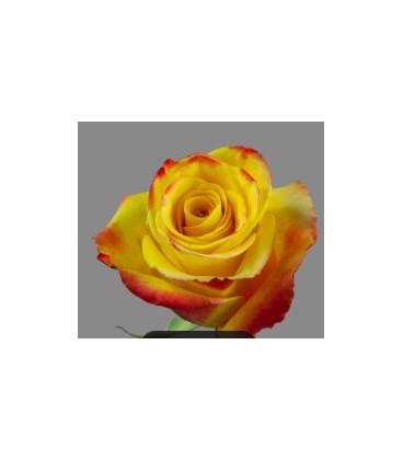 Rose equat High Yell m 50 cm x 25