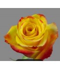 Rose equat High Yell m 50 cm x 25