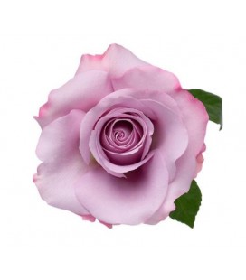 Rose equat Star Platin 50 cm x 25