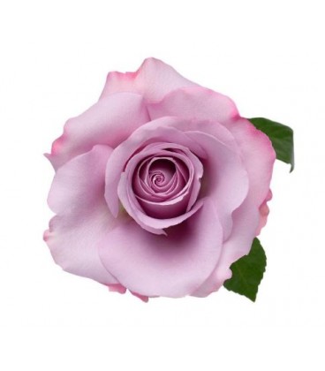 Rose equat Star Platin 50 cm x 25