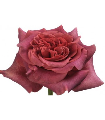Rose equat Razzmattazz 50 cm x 25