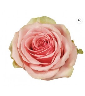 Rose equat Geraldine 50 cm x 25