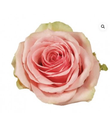 Rose equat Gerldine 50 cm x 25