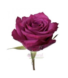 Rose equat Blueberry 50 cm x 25