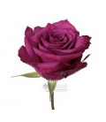 Rose equat Blueberry 50 cm x 25