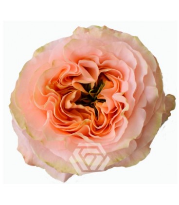 Rose  Equat  Princess Cro 50 x 25