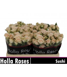 Rose Branchue Sushi 50 cm