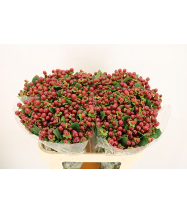 Hypericum Mag Seasons 70 cm