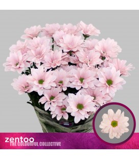 Chrysantheme Babe 70 cm x 5