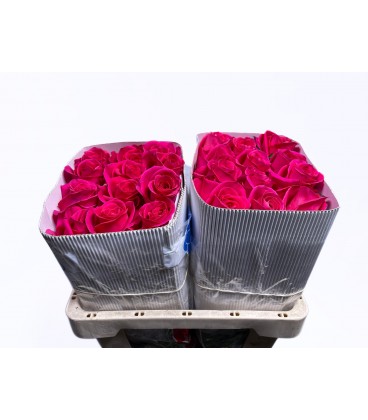 Rose Pink Floyd 50 cm x 10