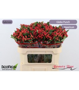 Hypericum Globo Punch 70 cm