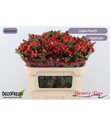 Hypericum Globo Punch 70 cm