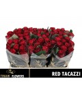 Rose Red Tacazzi 50 cm