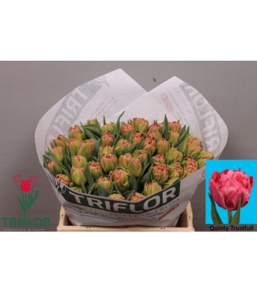 Tulipe Du Quin Trustfull