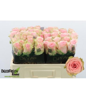 Rose Tango 50 cm