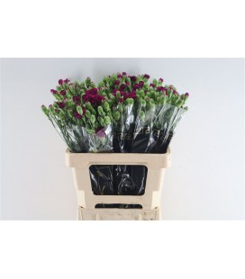 Oeillet mini Kingfis speci la botte