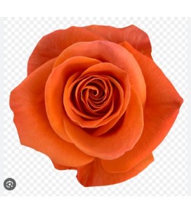 Rose Equat Carnelian 50 cm x 25