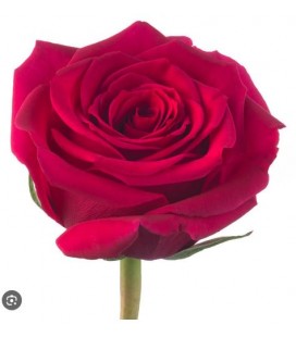 Rose Equat Grace Kelly 50 cm x 25