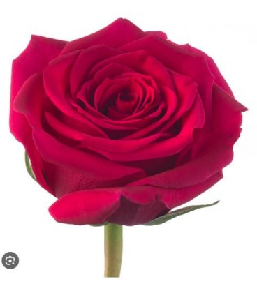 Rose Equat Grace Kelly 50 cm x 25