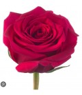 Rose Equat Grace Kelly 50 cm x 25